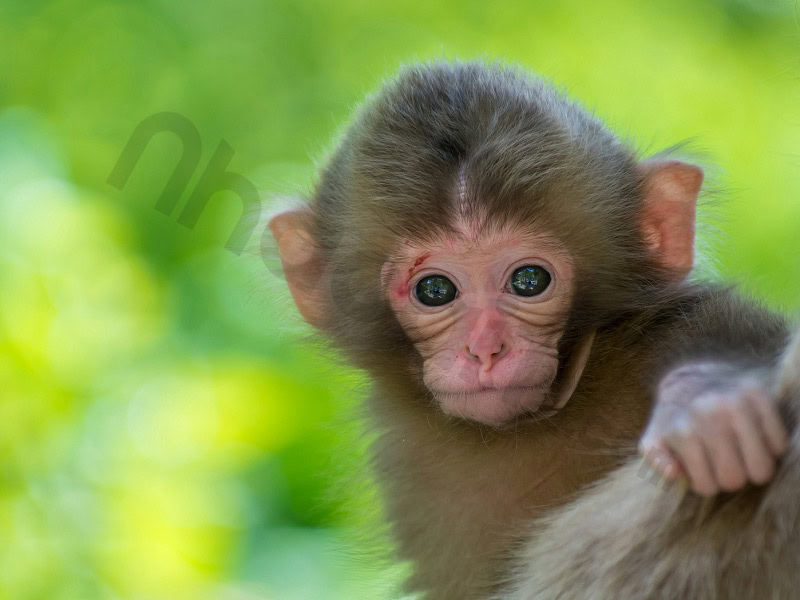 Mơ thấy khỉ đánh con gì chắc thắng